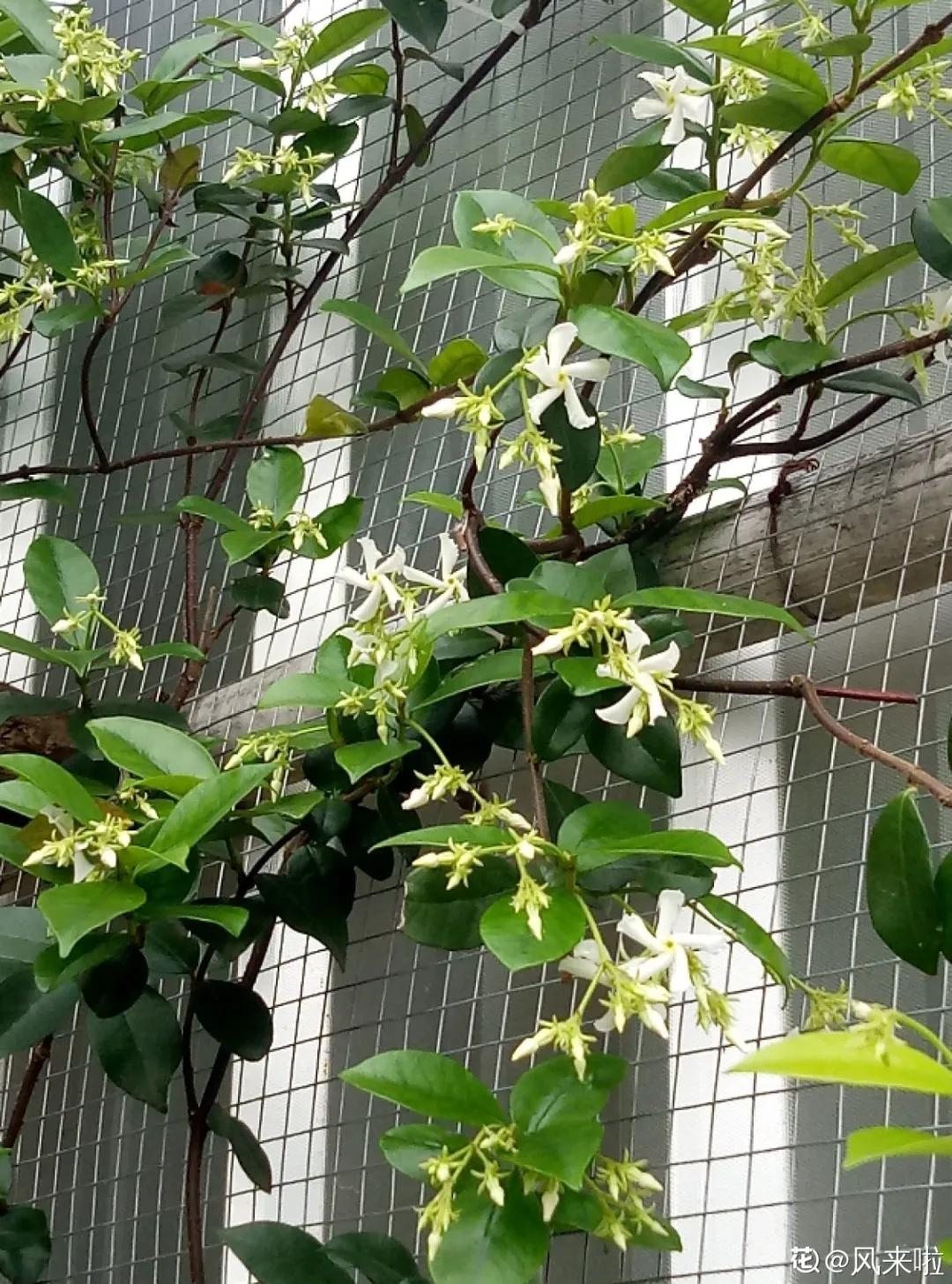 春天开的花有哪些常见又漂亮,十大名花在春天开的有哪些