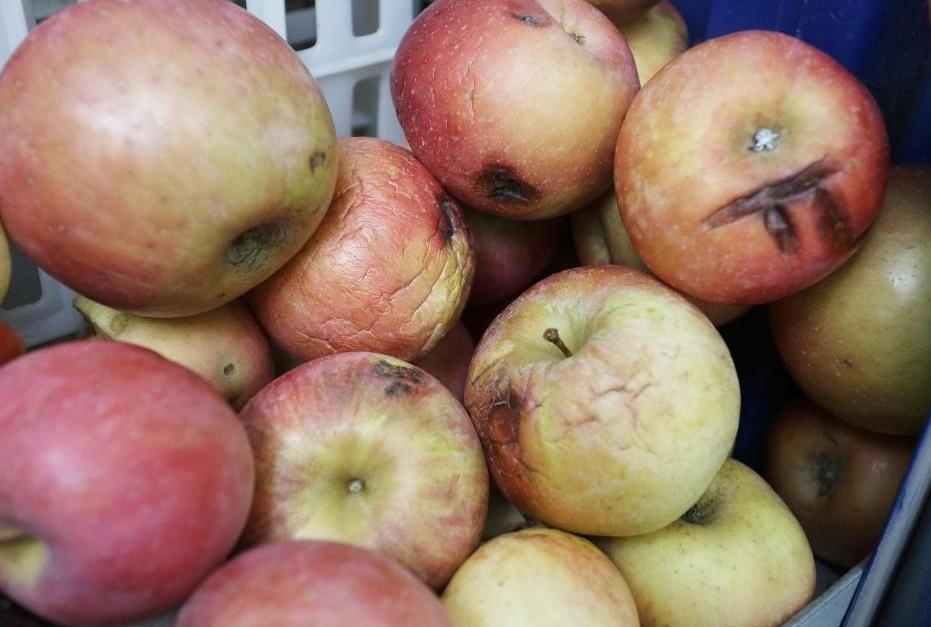 食物发霉削掉还可以再吃吗,食物发霉后切到发霉地方能吃吗