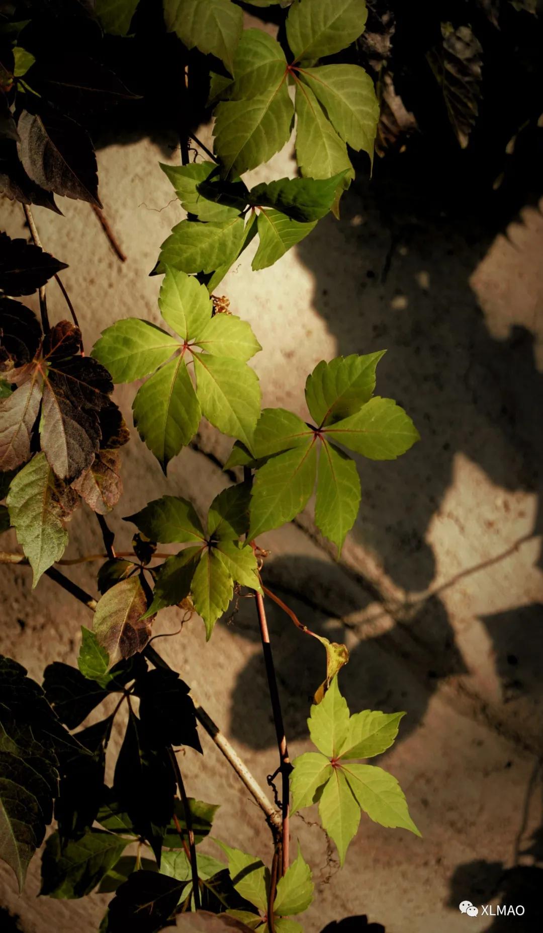 摄影爱好者的拍摄题材,一名业余摄影爱好者的简介