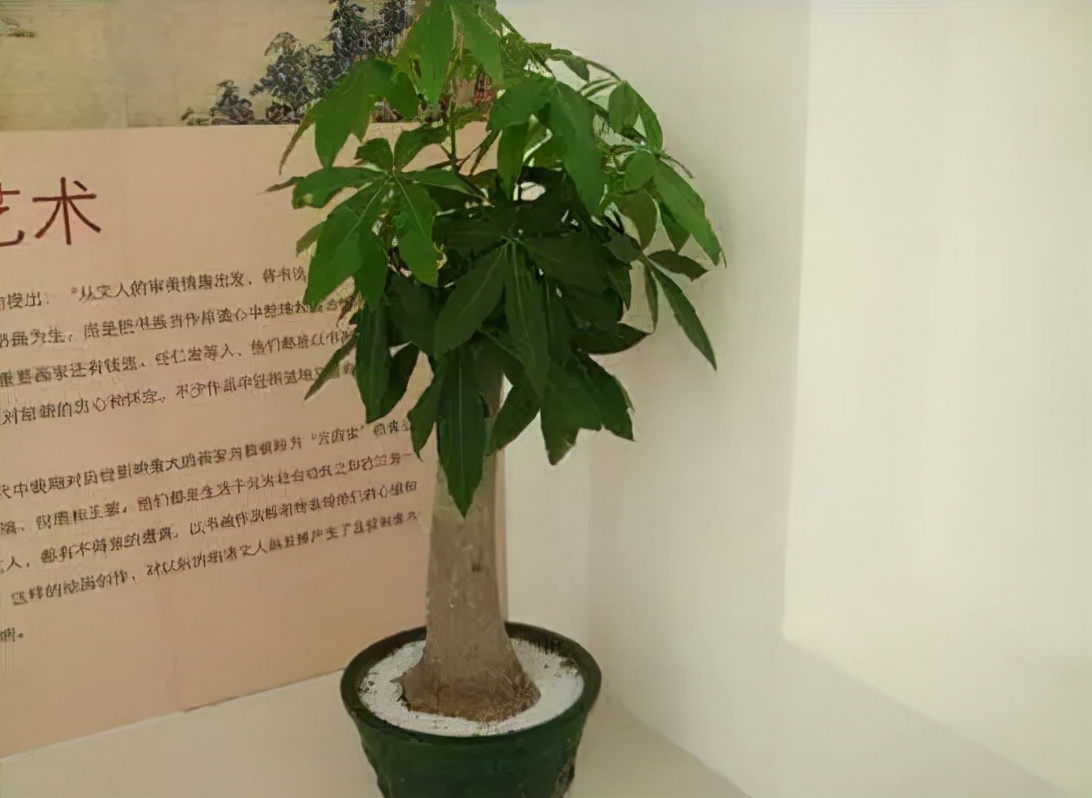 发财树主干一半腐烂变软怎么处理,发财树主干腐烂怎么补救方法