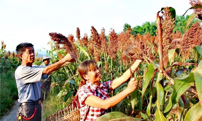 我的当兵之路800字,我的参军路