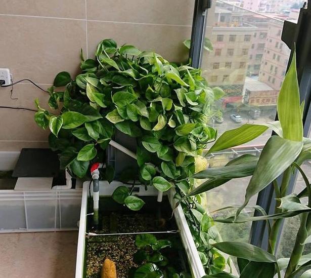 绿萝总卷叶绿萝爆盆技巧,如何让绿萝快速长爆盆呢