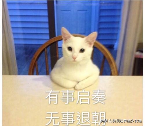 家里的猫咪只对一个人叫,家里猫咪凶不听话