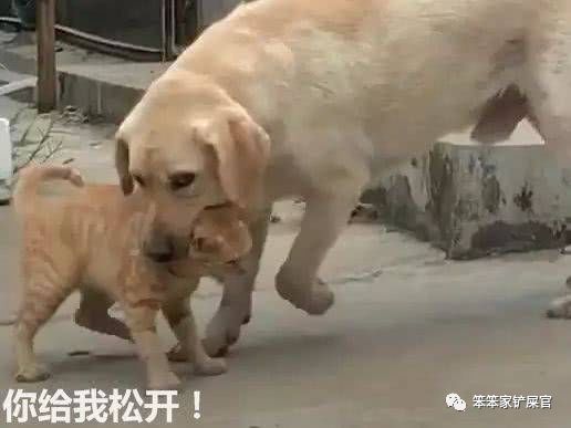 猫咪咬伤主人知道自己错了吗,猫咪头上被猫咪咬了发红怎么处理