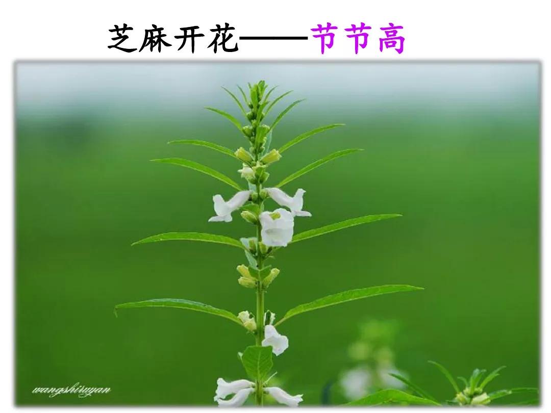 一年级下册语文园地五乌鸦与狐狸,一年级下册语文园地五乌鸦和狐狸