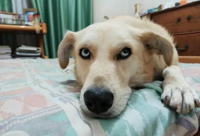 狗狗犯错时应该怎样正确教训它,狗狗犯错了用委屈的眼神看你