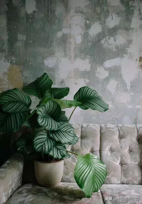 打翻了调色盘的花,打翻了调色盘的美景