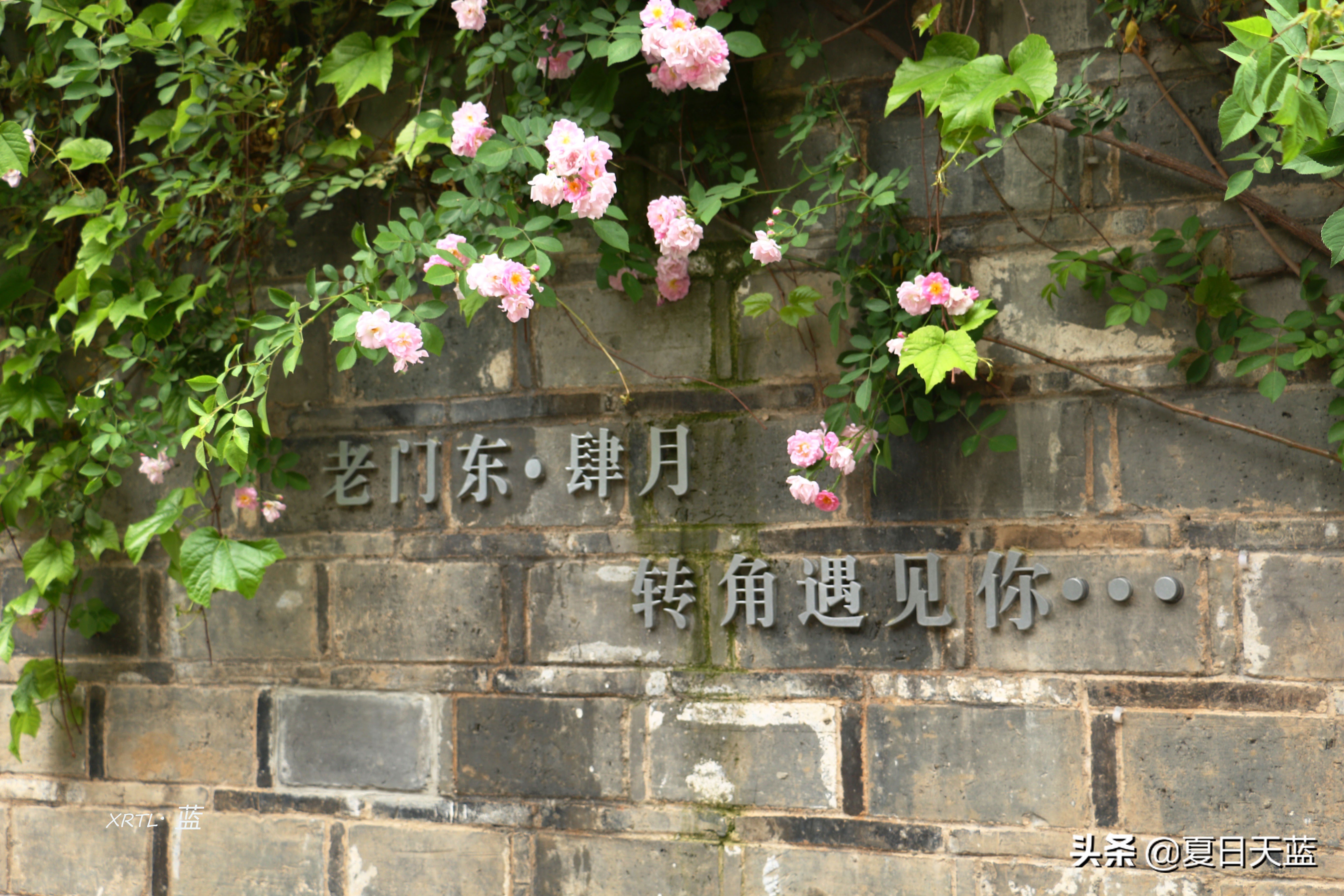 老门东蔷薇高清图片,老门东蔷薇花人像