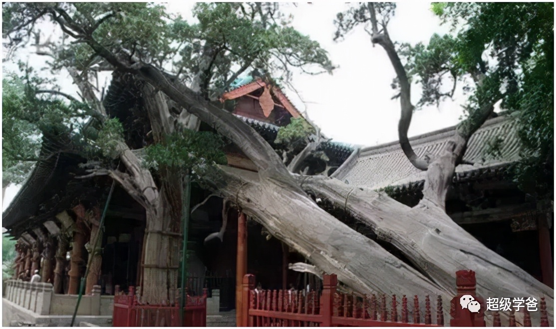 带你走进山西洪洞大槐树,山西洪洞大槐树背后的故事