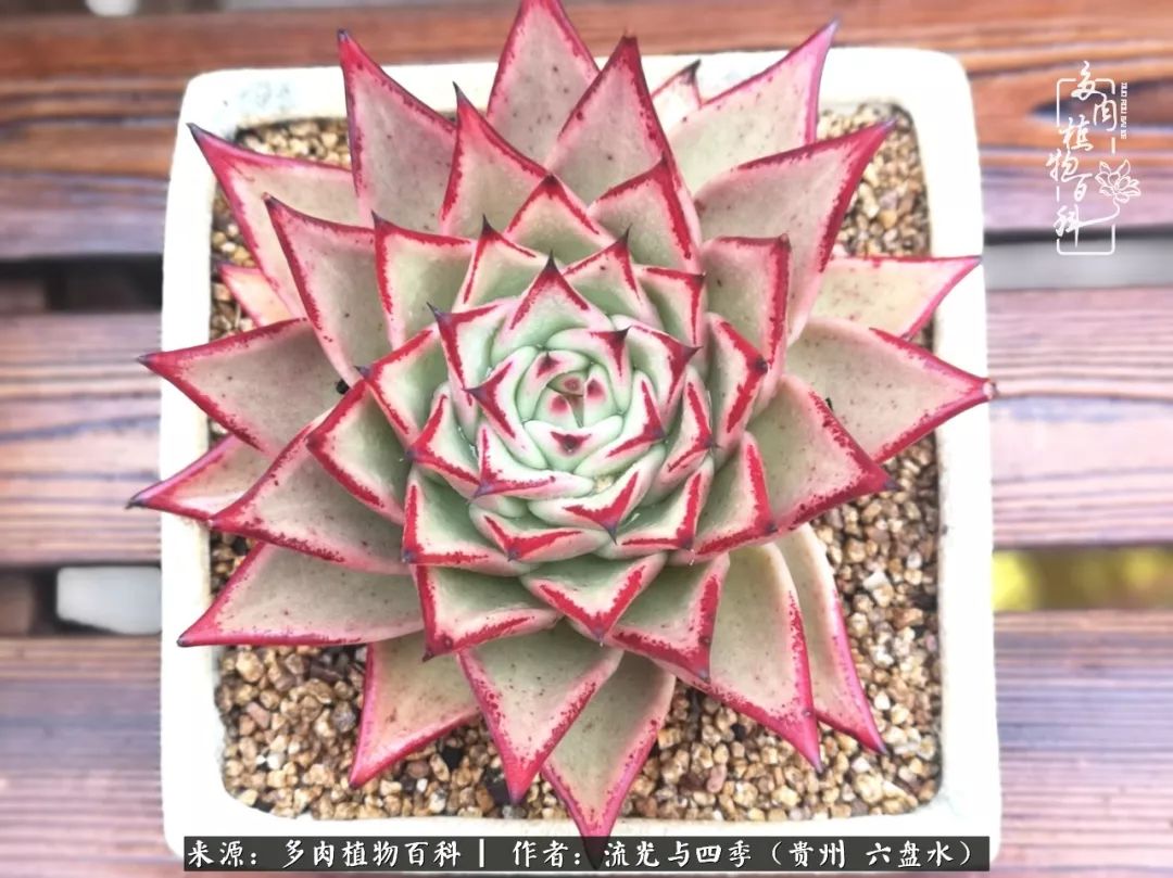 养多肉这几点新手必要知道,在养多肉的路上越走越远