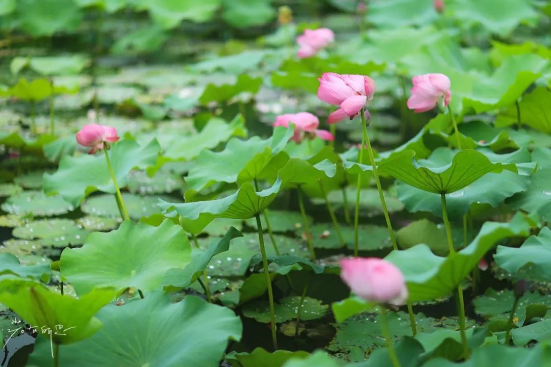 三月赏花一日游上海景点,本月上海赏花一日游最佳去处