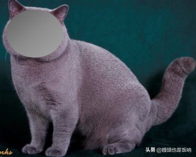 英国短毛猫饲养,养英国短毛猫需要的注意事项