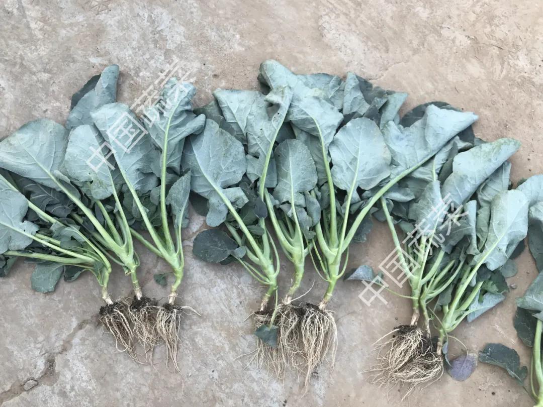 霜冻冰雹雪灾应对措施,冰雹天气请注意防范