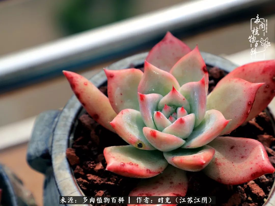 养多肉的人都有一颗善良的心,养多肉植物的人有什么特点