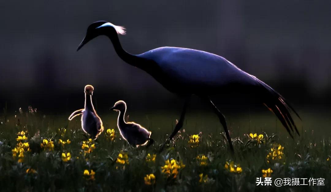 第16届国际摄影艺术展获奖作品,第29届全国摄影艺术展览作品集