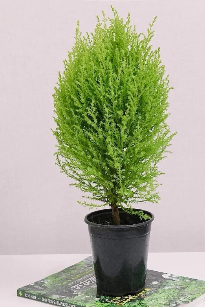 有没有什么大自然香味的香水,大自然清新的香水纯天然