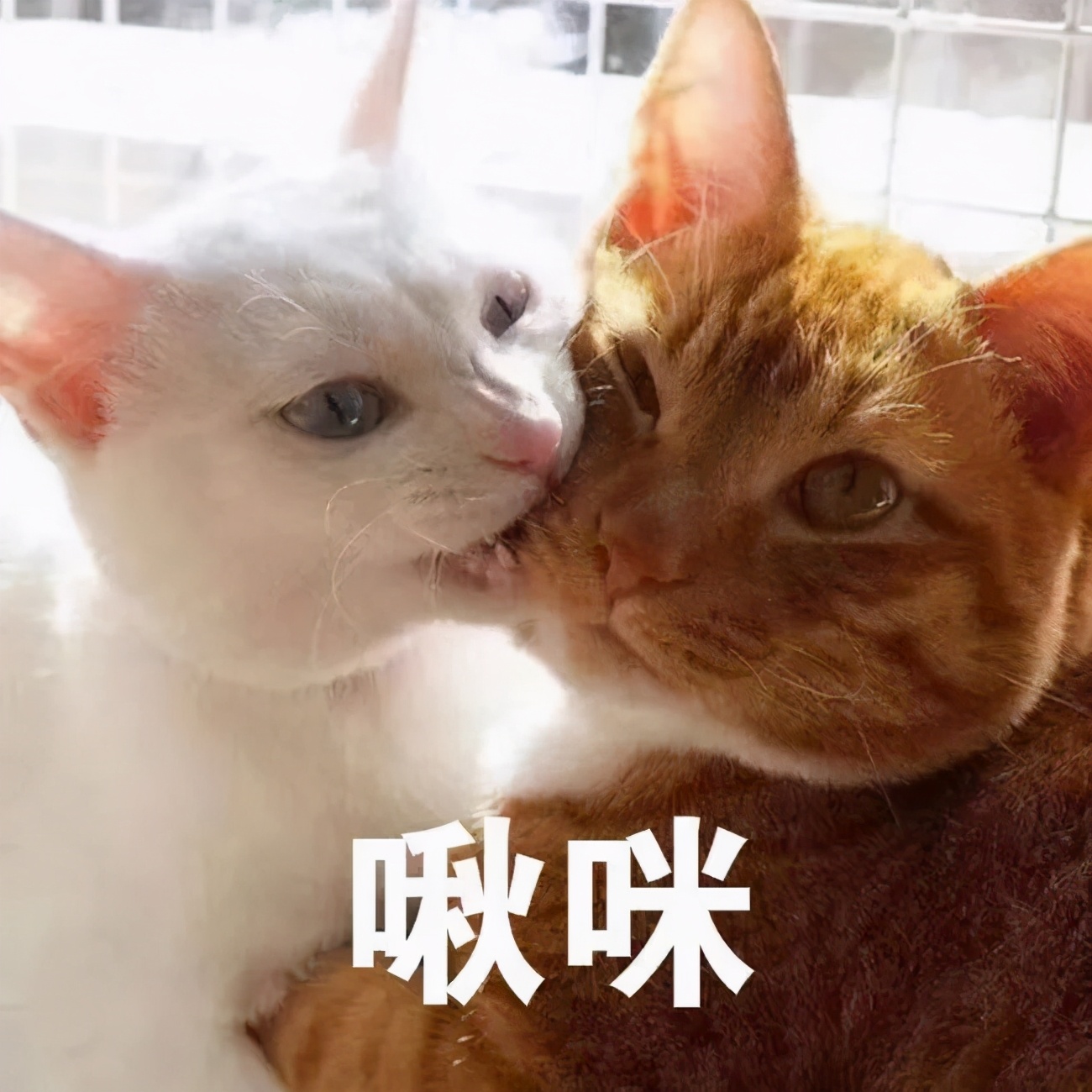 猫咪发情了怎么办？做好这些细节，你就是优秀铲屎官