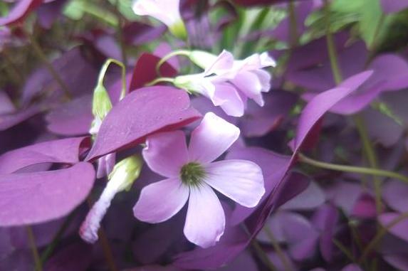 幸运草块根,幸运草悄然而生