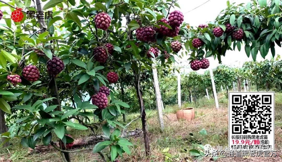 被省委书记惦记的通道小伙,正带村民种山果致富(转载)