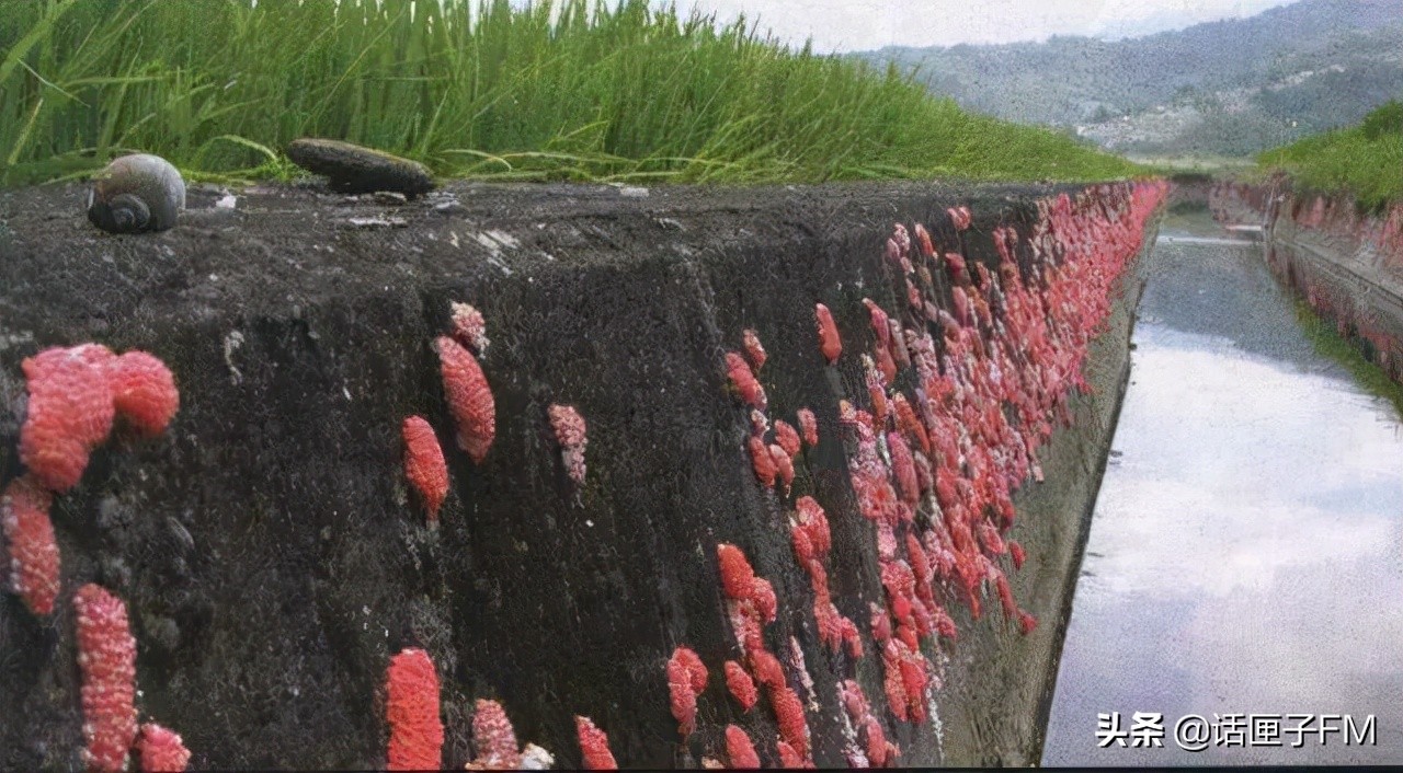 4米长,手臂粗!海关截获眼镜王蛇,现场还在不断喷射毒液