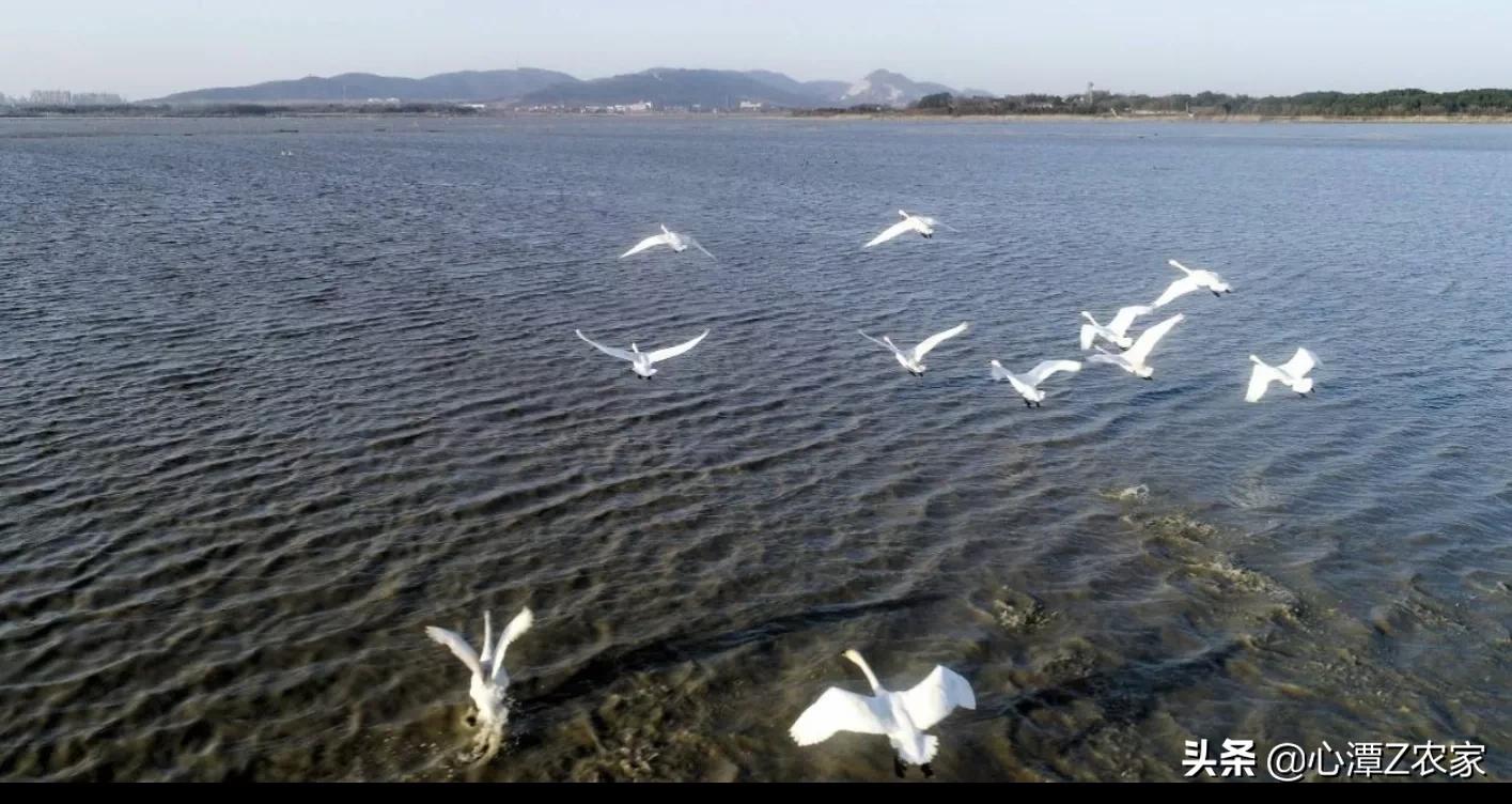 三分巢湖后，脱胎换骨的庐江