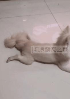 繁殖犬悲惨的下场,一只繁殖犬的悲惨生活