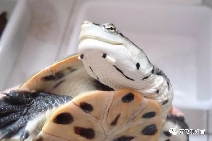 养龟界的这几个问题,养龟的3大争议你怎么看