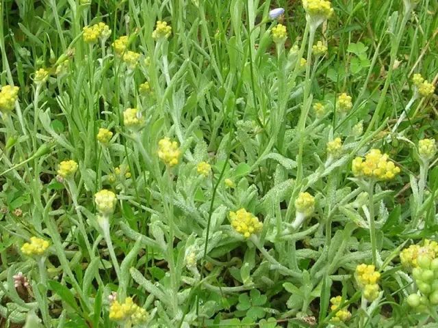 那些常见却叫不上名字的野花野草,常见的野花野草却是农家之宝