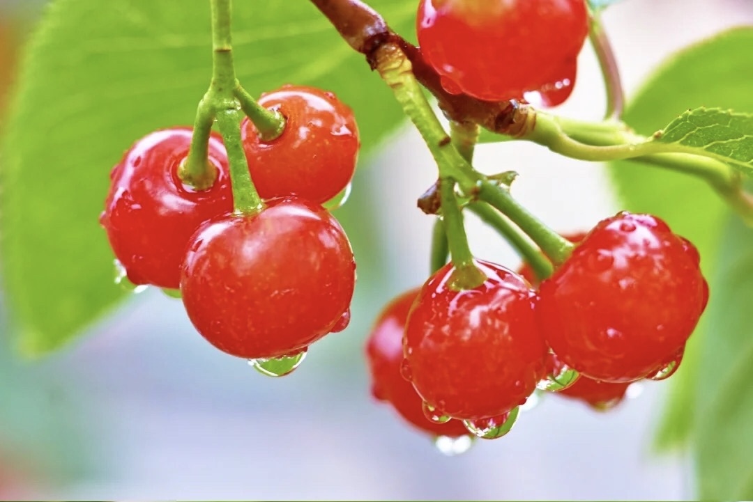 山东樱桃哪的最好,国内最好的樱桃产区