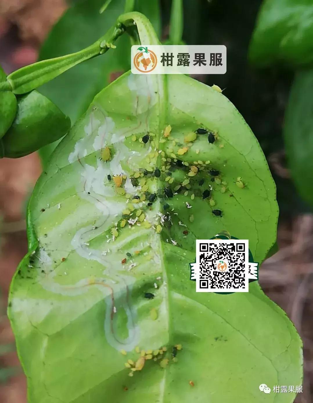 柑橘的常见病虫害和预防方法,柑橘新叶卷曲是什么虫害如何防治