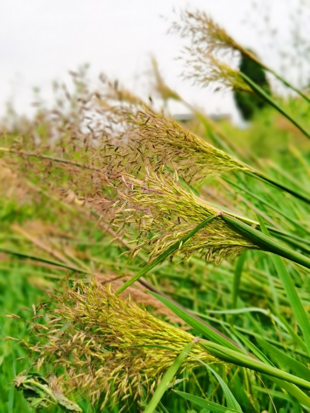 寻甸渔乐谷最新消息,寻甸欢乐世界项目大全