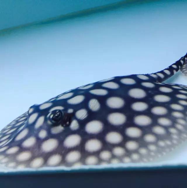 养魟鱼常见问题,养龙虎魟有什么说法