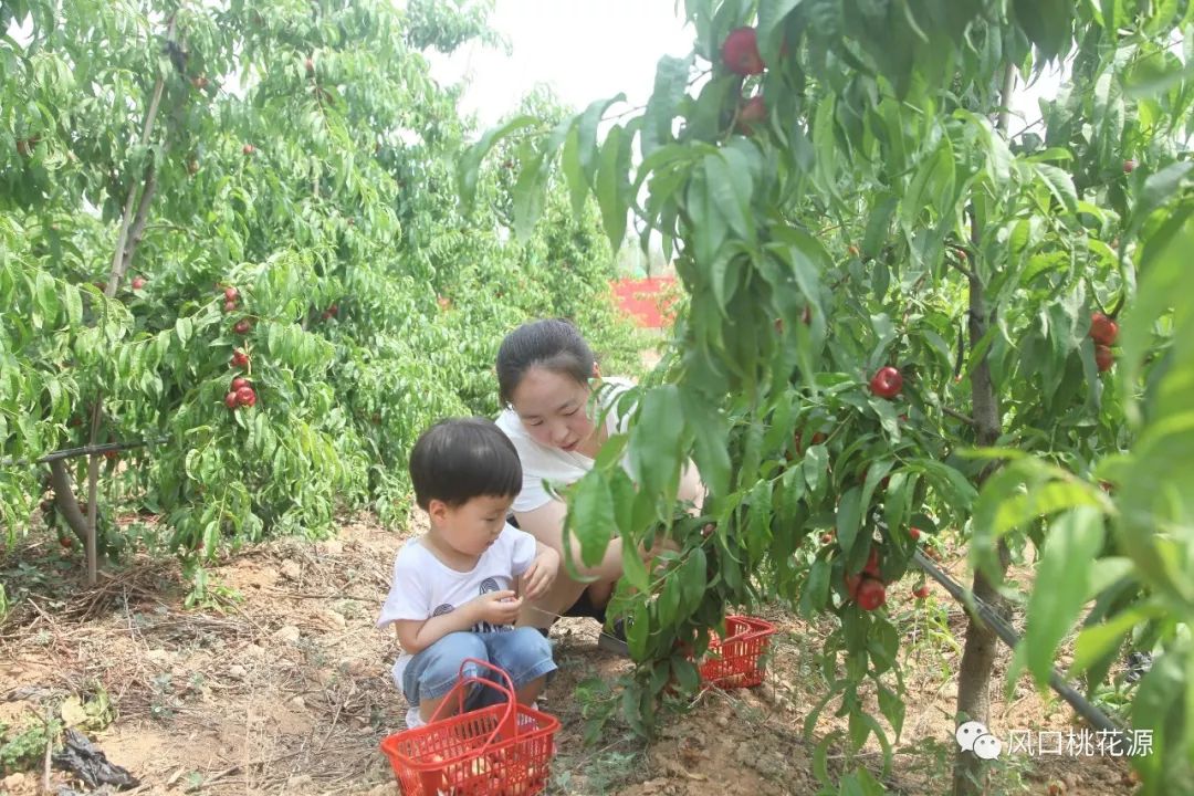 「运城日报」中农乐桃花源：“河东桃”的“大脑”