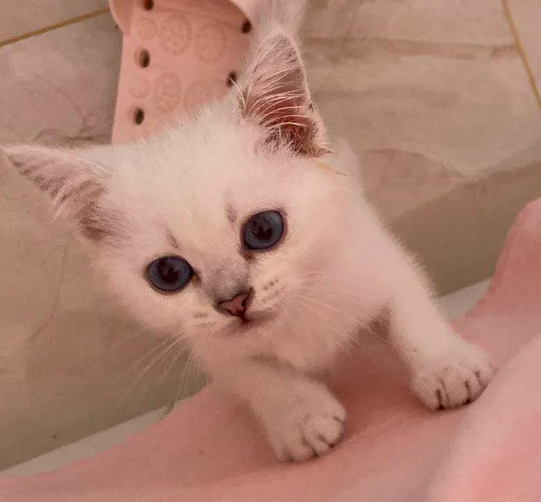 交易猫买号可信吗,在网上买猫靠谱吗