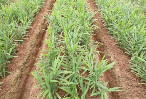 生姜的高产种植全过程,北方冬天生姜盆栽种植方法