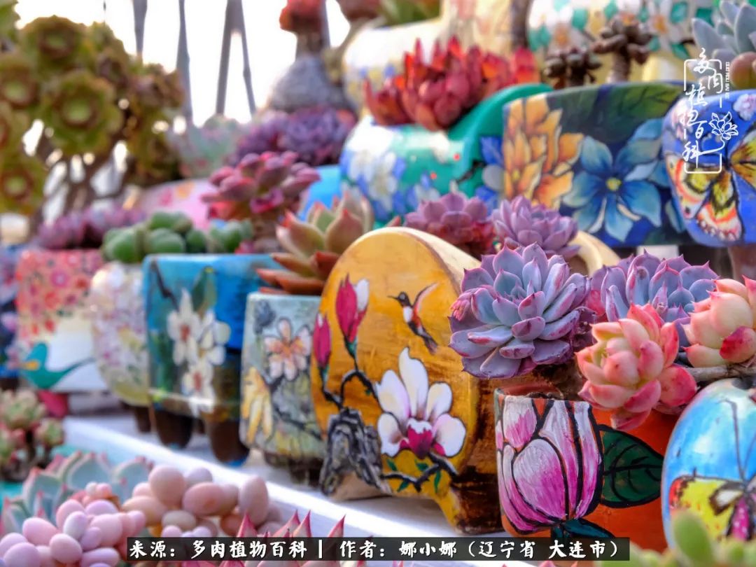 你是盆我是花，你护我周全，我为你绽放