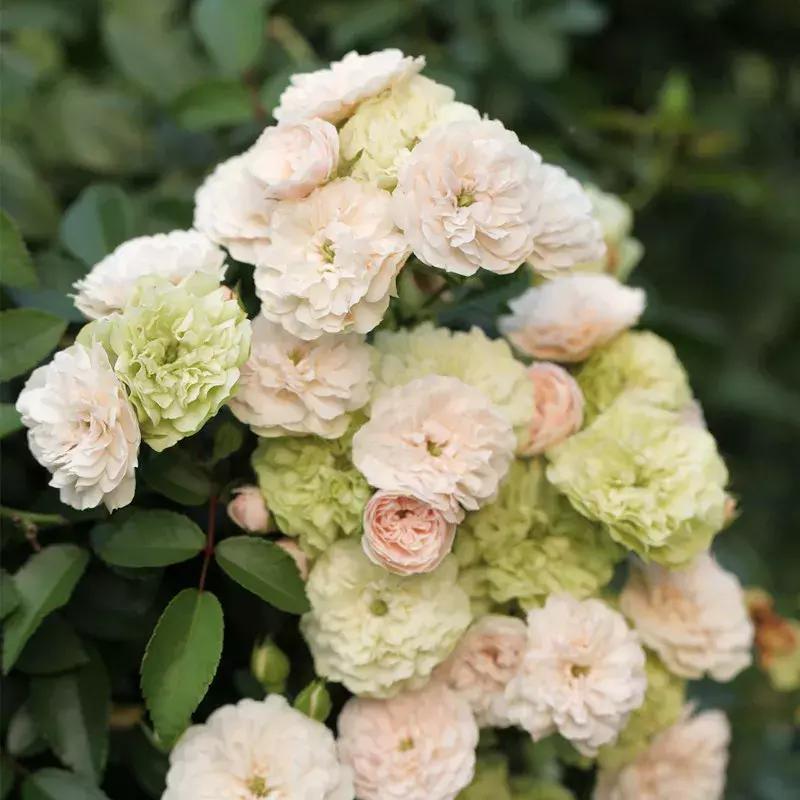 耐晒又香又好养的阳台月季,阳台月季好养吗