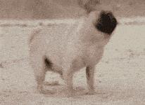 狗狗身上有异味脚还臭咋回事,狗狗身上有异味跟狗粮有关系吗