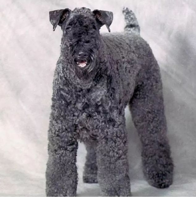 45只名犬排行,45种名犬您都认识吗