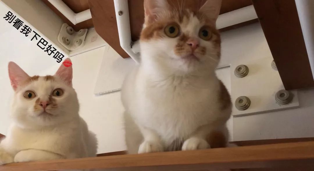 怎么预防猫咪黑下巴,三分钟搞定猫咪黑下巴问题