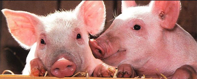 养猪场容易得传染病吗,养猪怎么预防呼吸道疾病