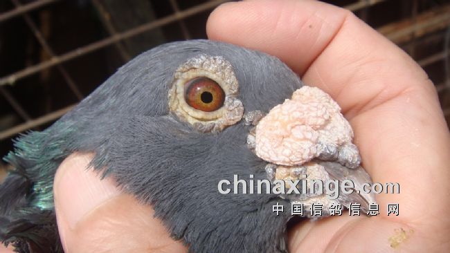 上海七旬老将的光耀：超远程结硕果公棚斩佳绩