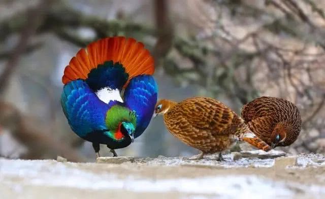 为什么男人越高越矮,为什么男的高女的矮