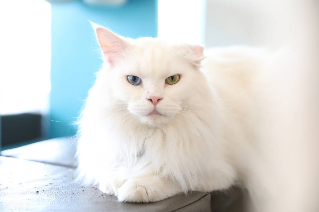 怎么让你家猫变得乖巧粘人爱抱抱,猫需要陪伴的时间大概多久