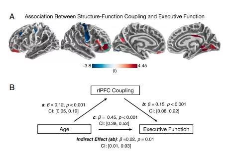 脑科学日报最新视频,论述大脑半球和认知的关系
