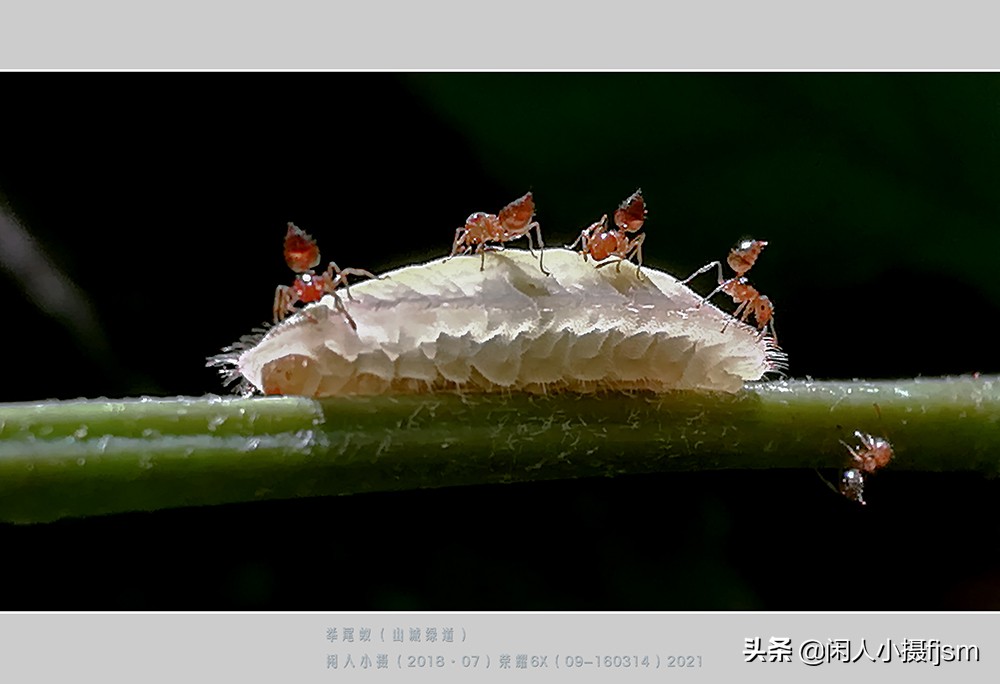 拍摄蚂蚁视频的技巧,怎么拍摄蚂蚁