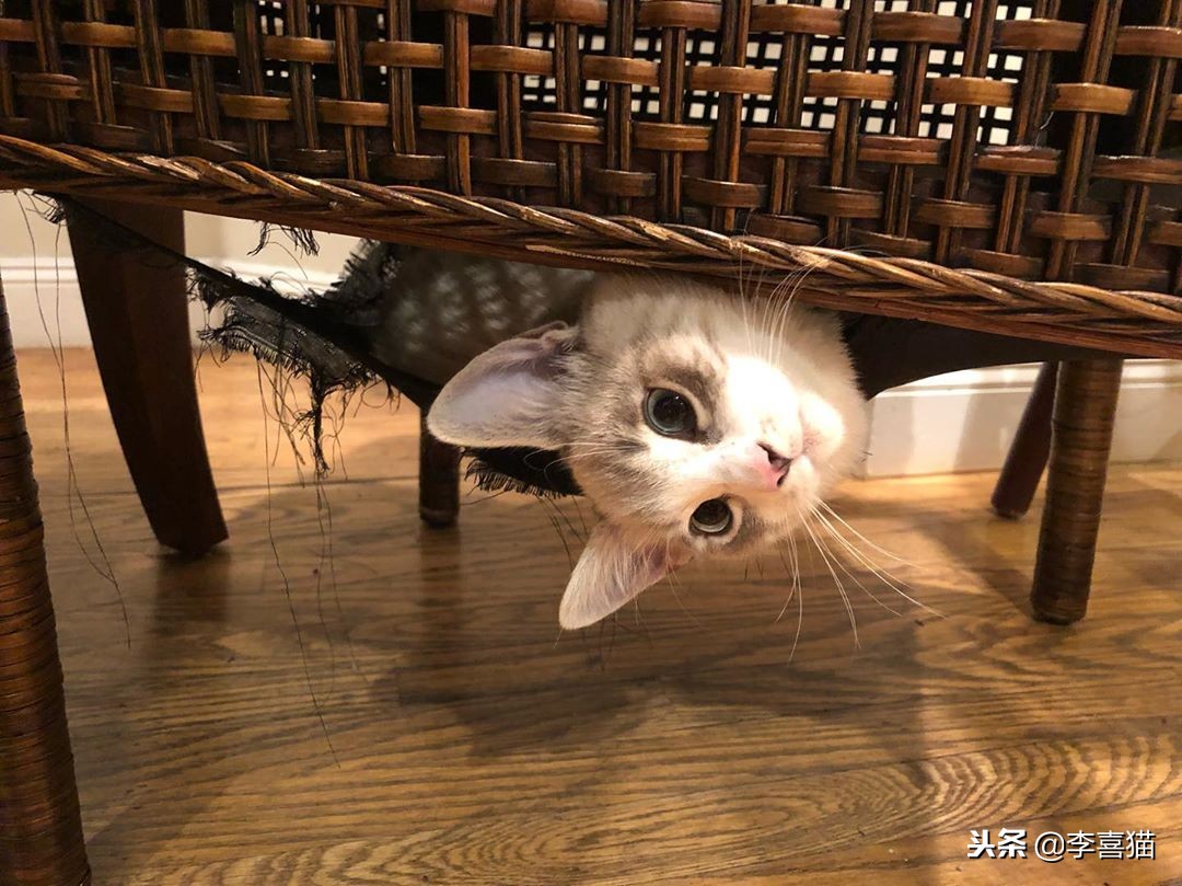 怎么让猫咪学会习惯穿衣,让猫咪在室内快乐生活的小窍门