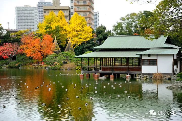 不看樱花能不能进武大,看樱花不一定要去日本的说说