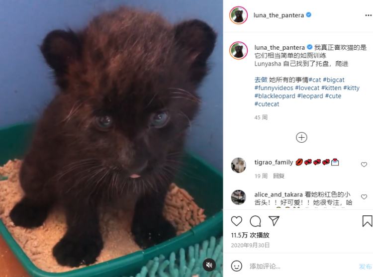 我的萌宠是只猫小说,我的萌宠是中华田园犬