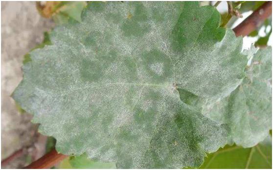 果树褐斑病害图片大全,果树病虫害用药一览表